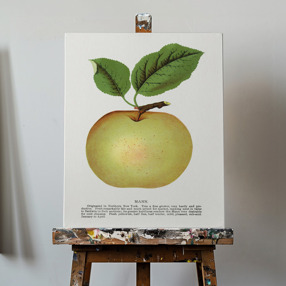 Mann Apple Litografi | Duk