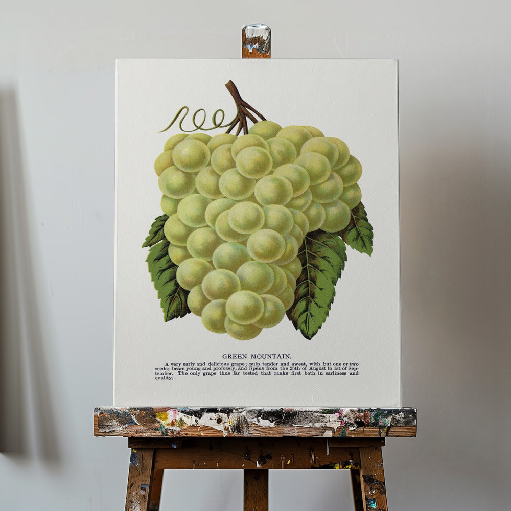 Litografi av Green Mountain Grape | Duk