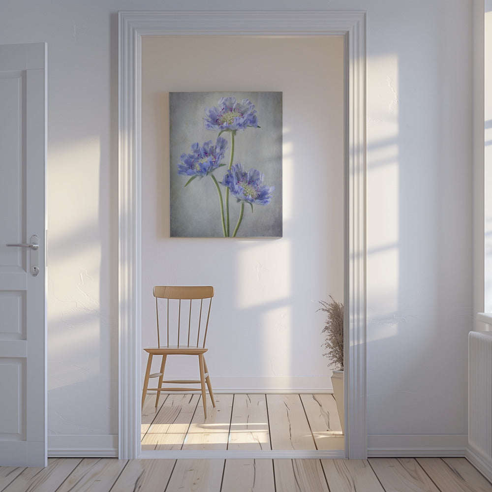 Scabiosa | Lærredsbilleder