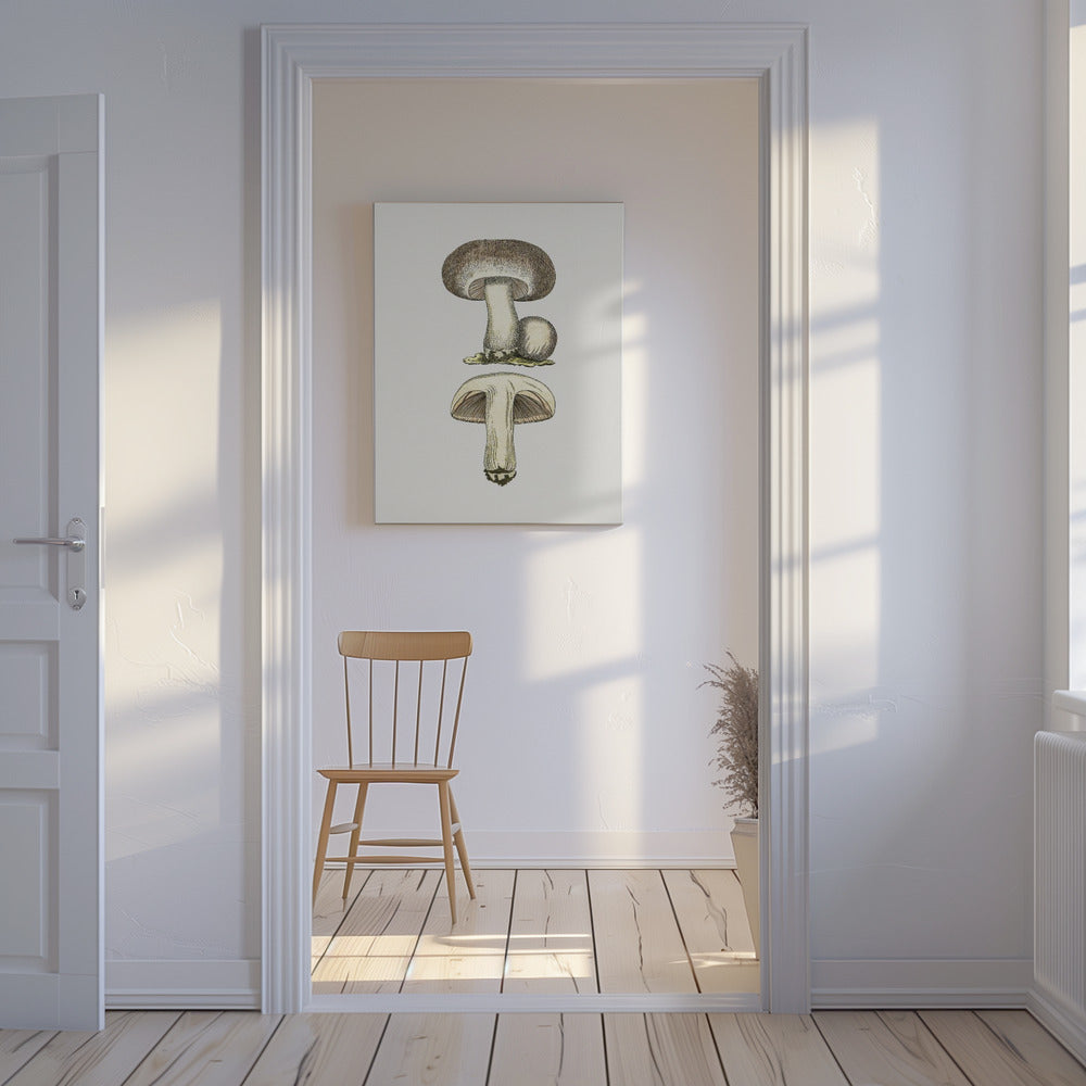 Handritad fältsvamp grå | Canvas