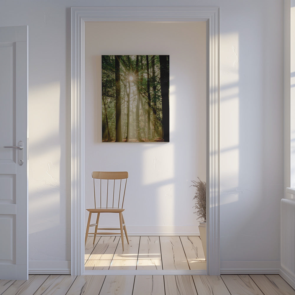 Solstrålar genom skogen | Canvastavla