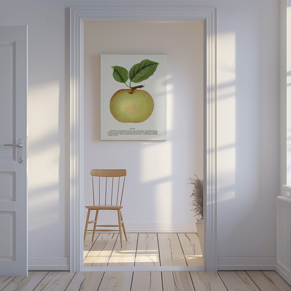 Mann Apple Litografi | Duk