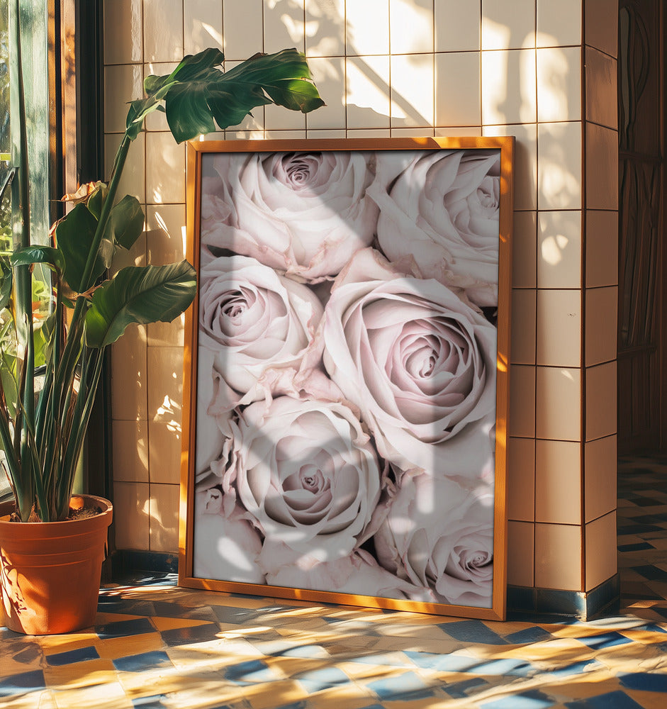 Rosa rosor nr 01 | Poster