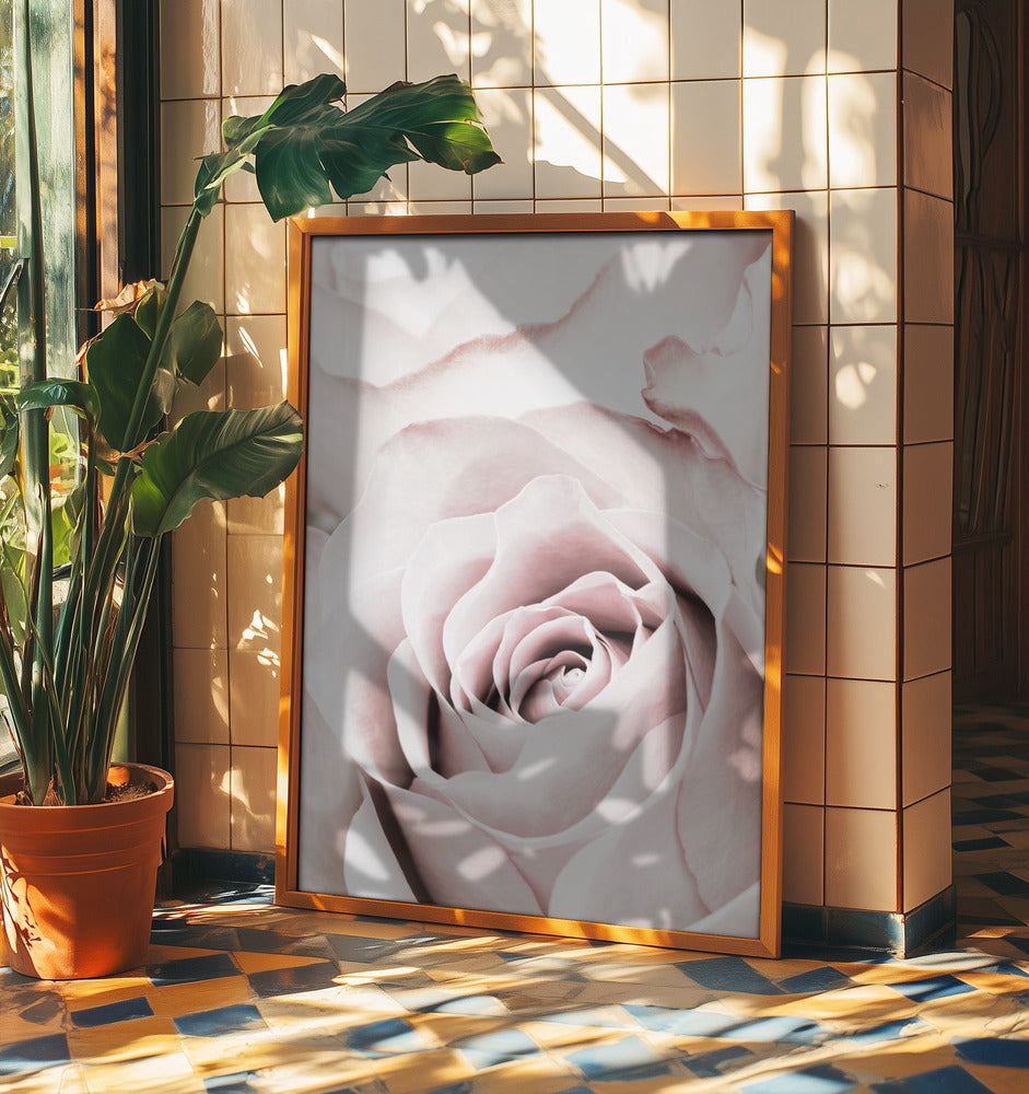 Rosa ros nr 05 | Poster