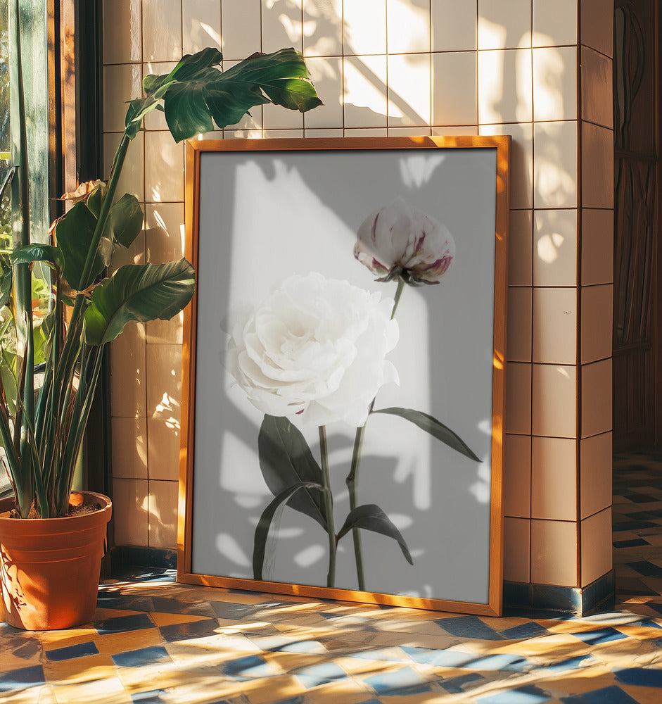Peony 12 | Poster