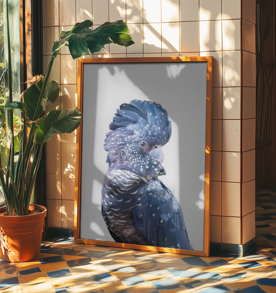 Black Cockatoo | Poster