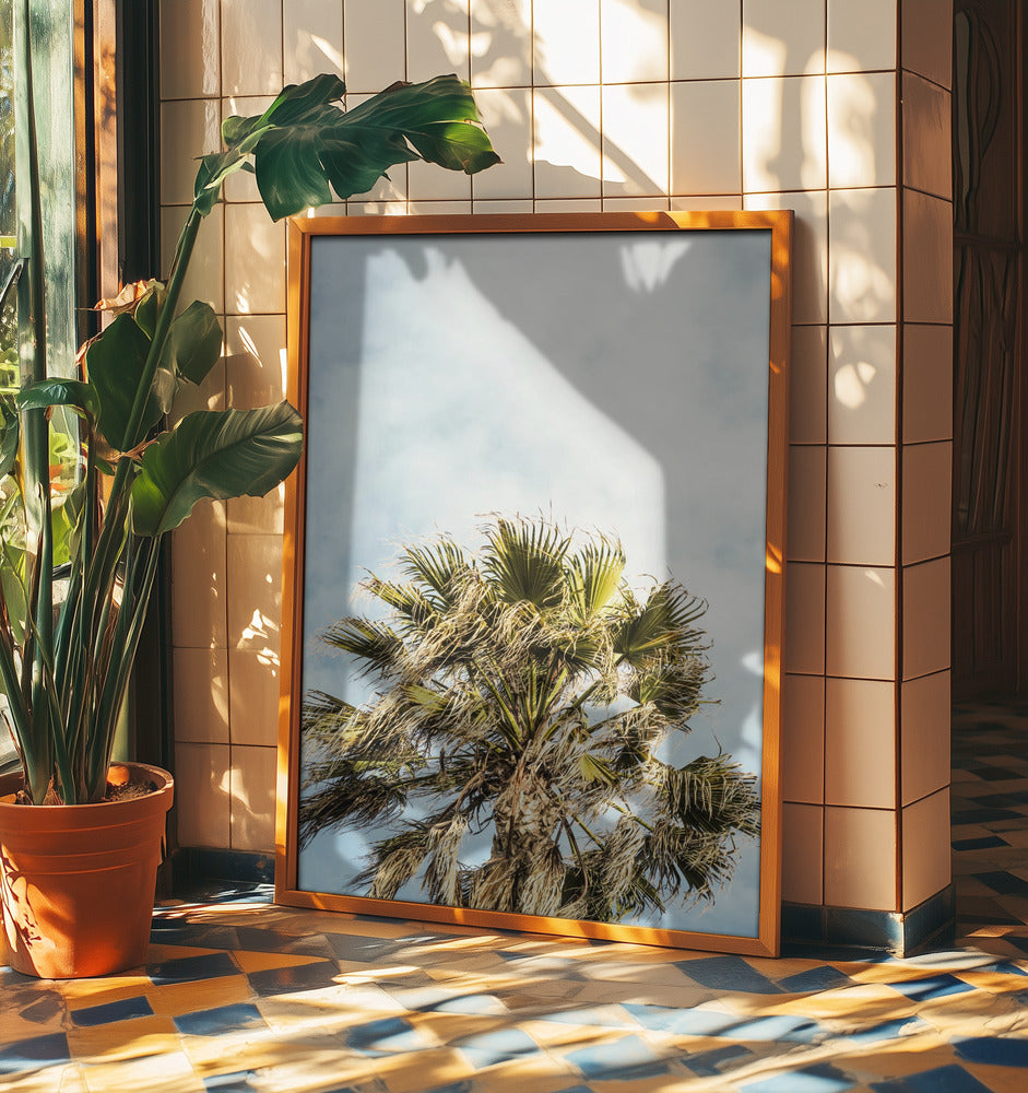 Sunlit Fronds | Poster