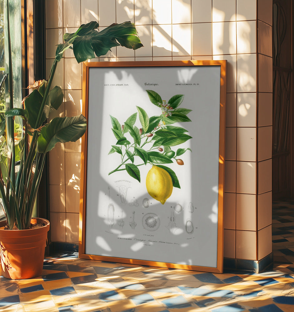 Lemon (citrus Limonium) | Poster