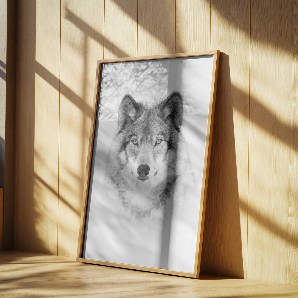 Porträtt av en skogsvarg | Poster
