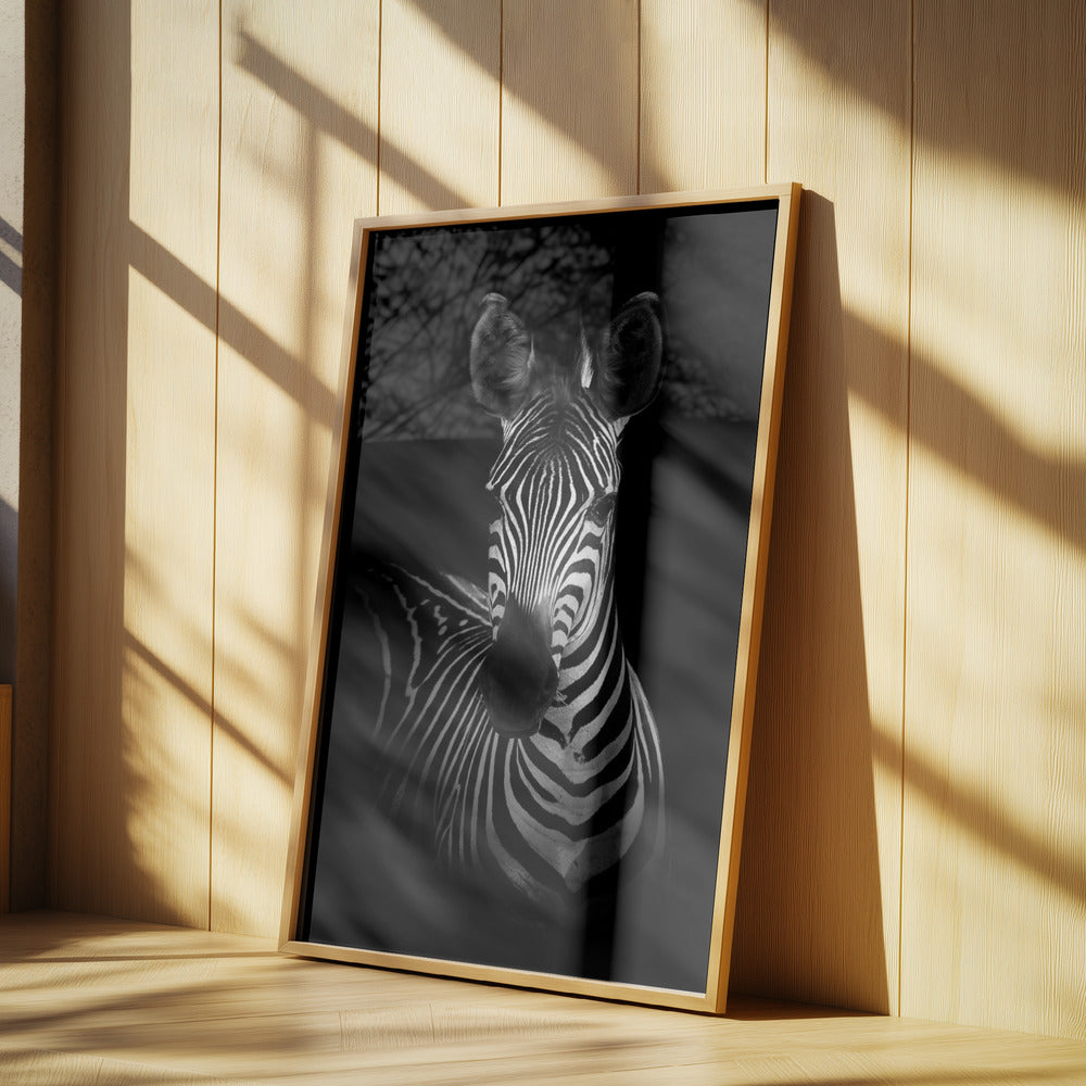 Zebran | Poster