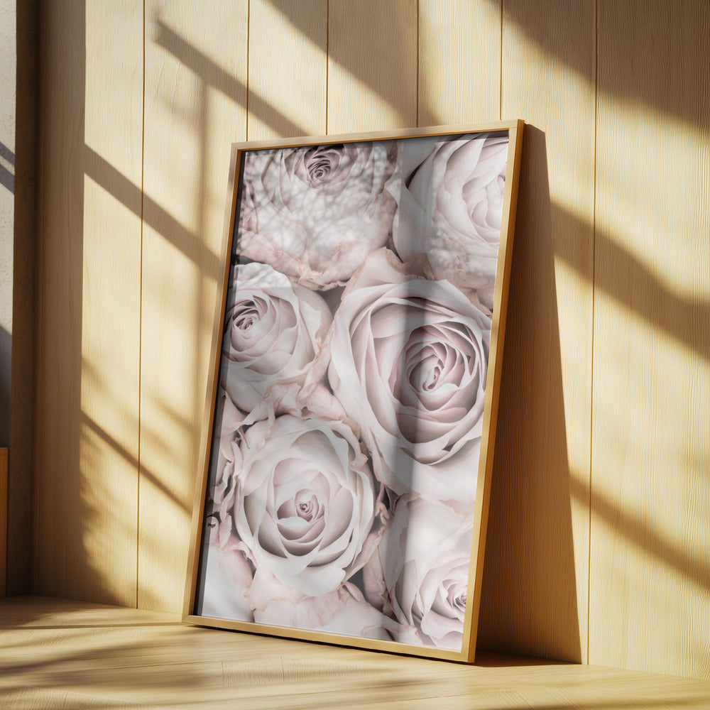 Rosa rosor nr 01 | Poster