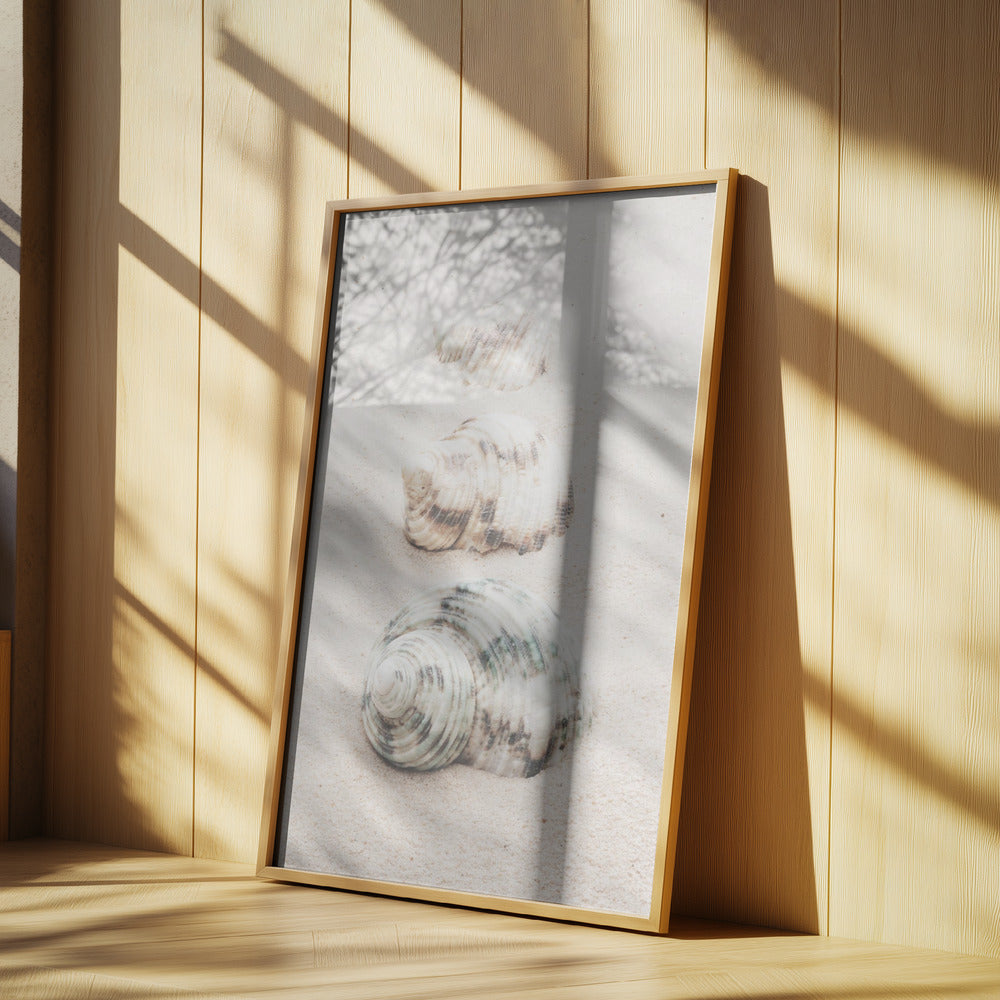 Snäckor | Poster