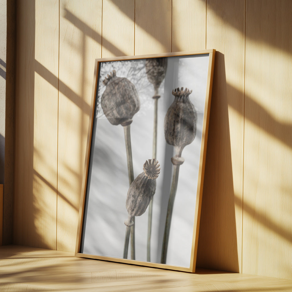 Dried_006 | Poster