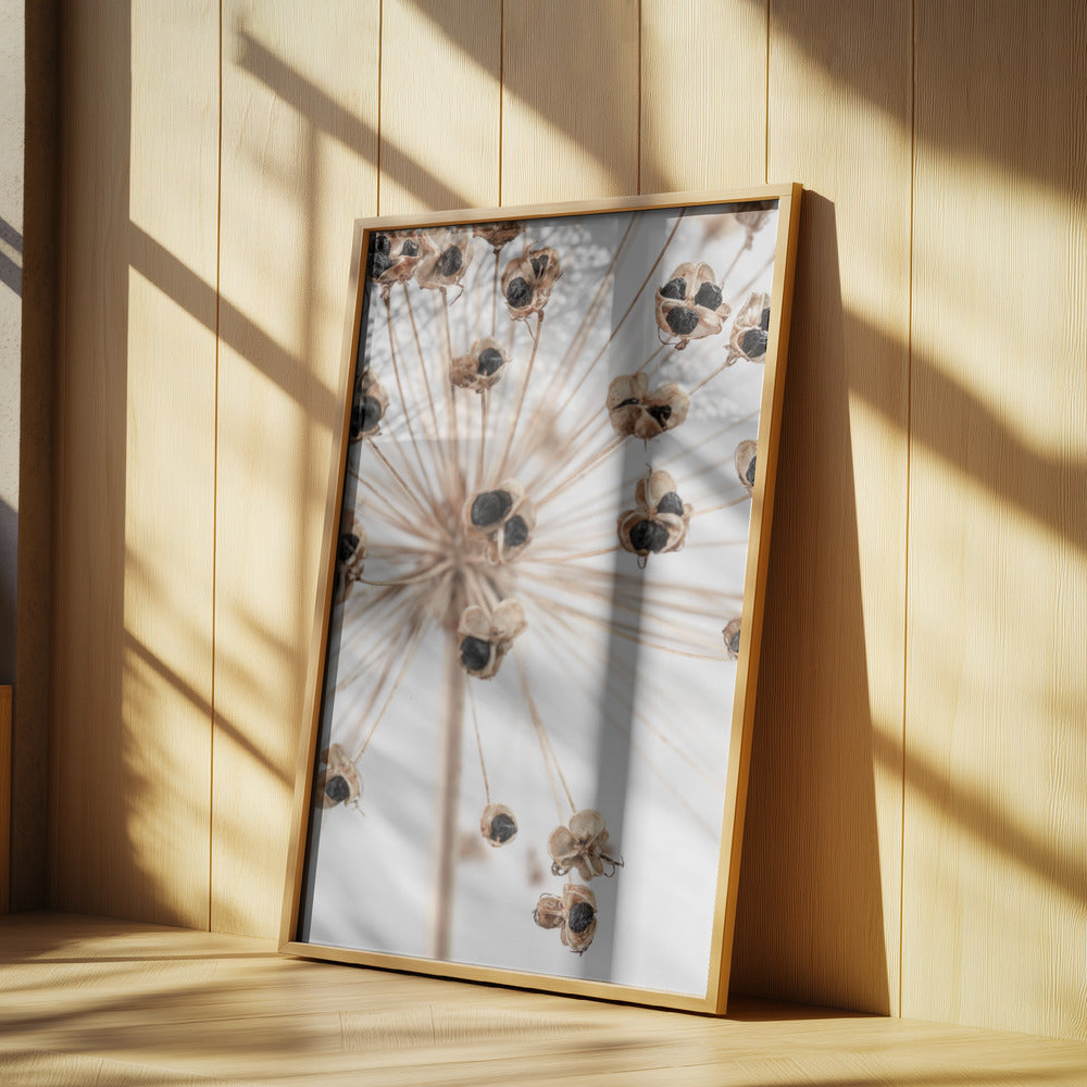 Dried_007 | Poster