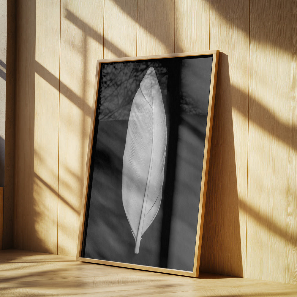 Feather_008 | Poster