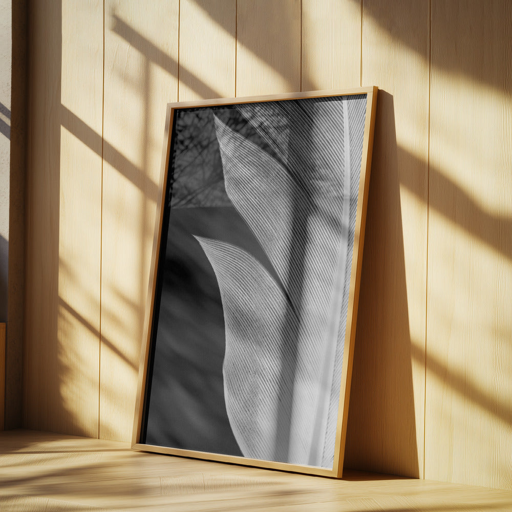Feather_005 | Poster