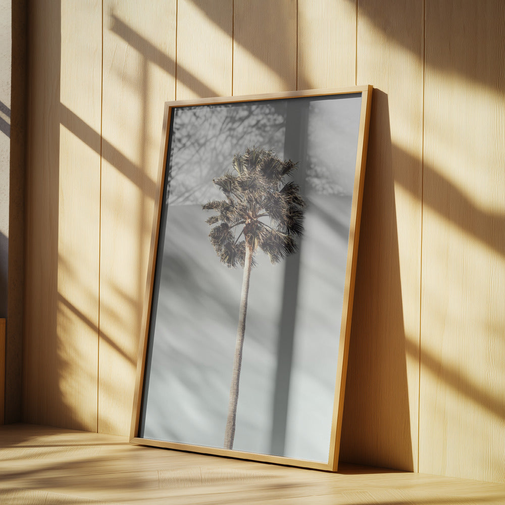 Palm_001 | Poster