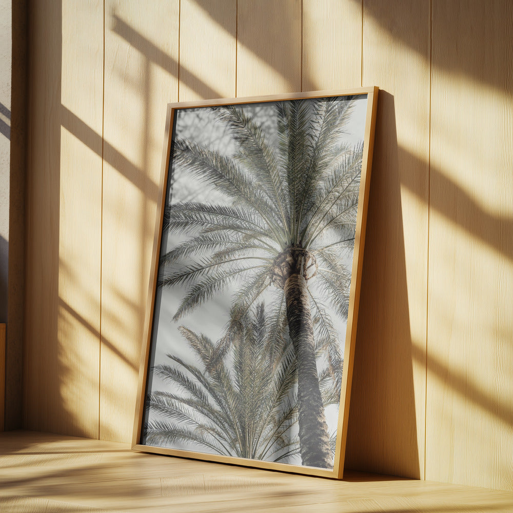 Palm_005 | Affisch
