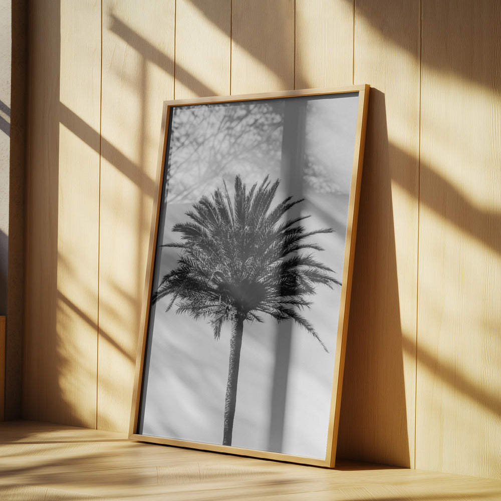 Palm_003 | Poster