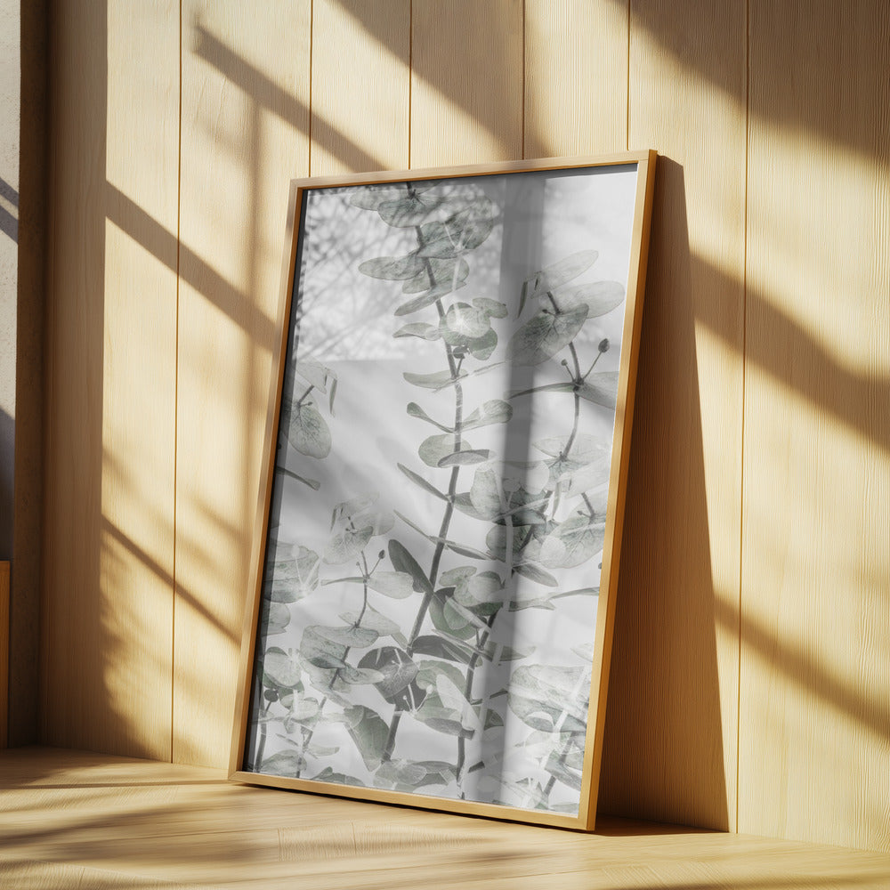 Eucalyptus_001 | Poster