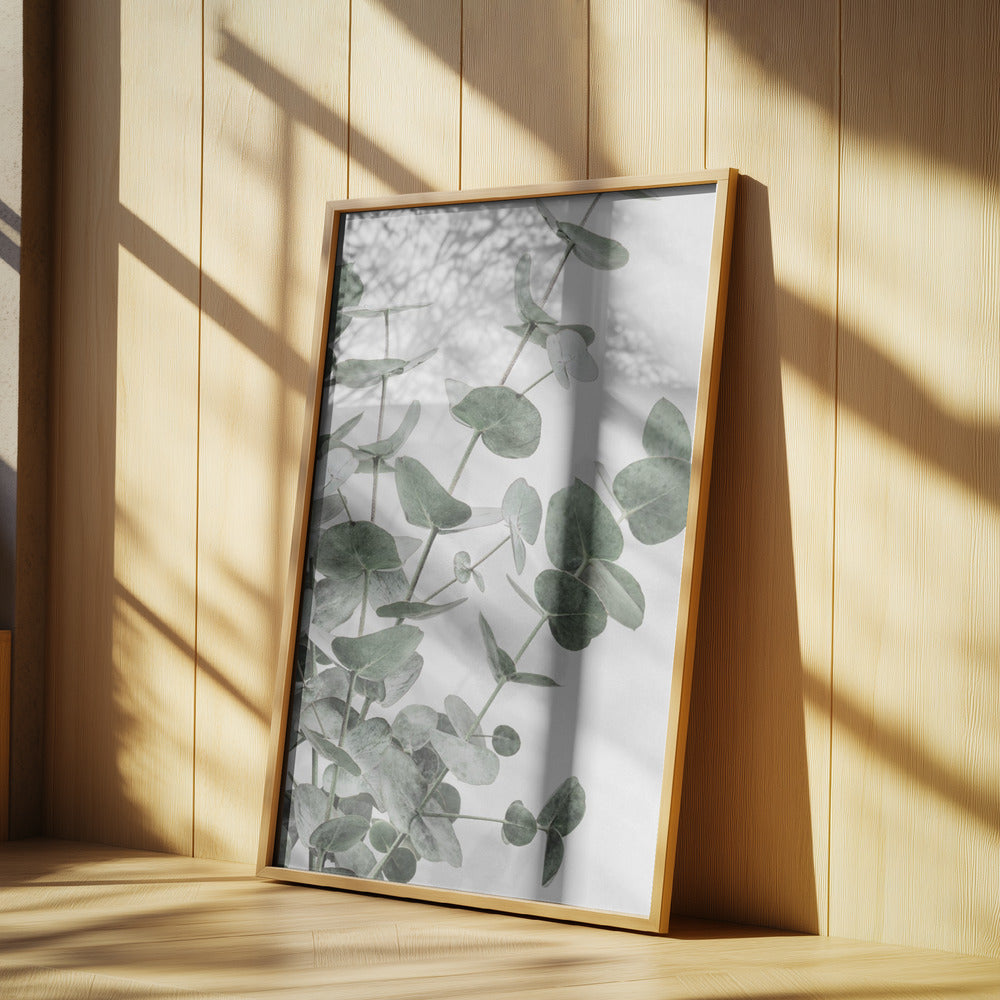 Eucalyptus_003 | Poster