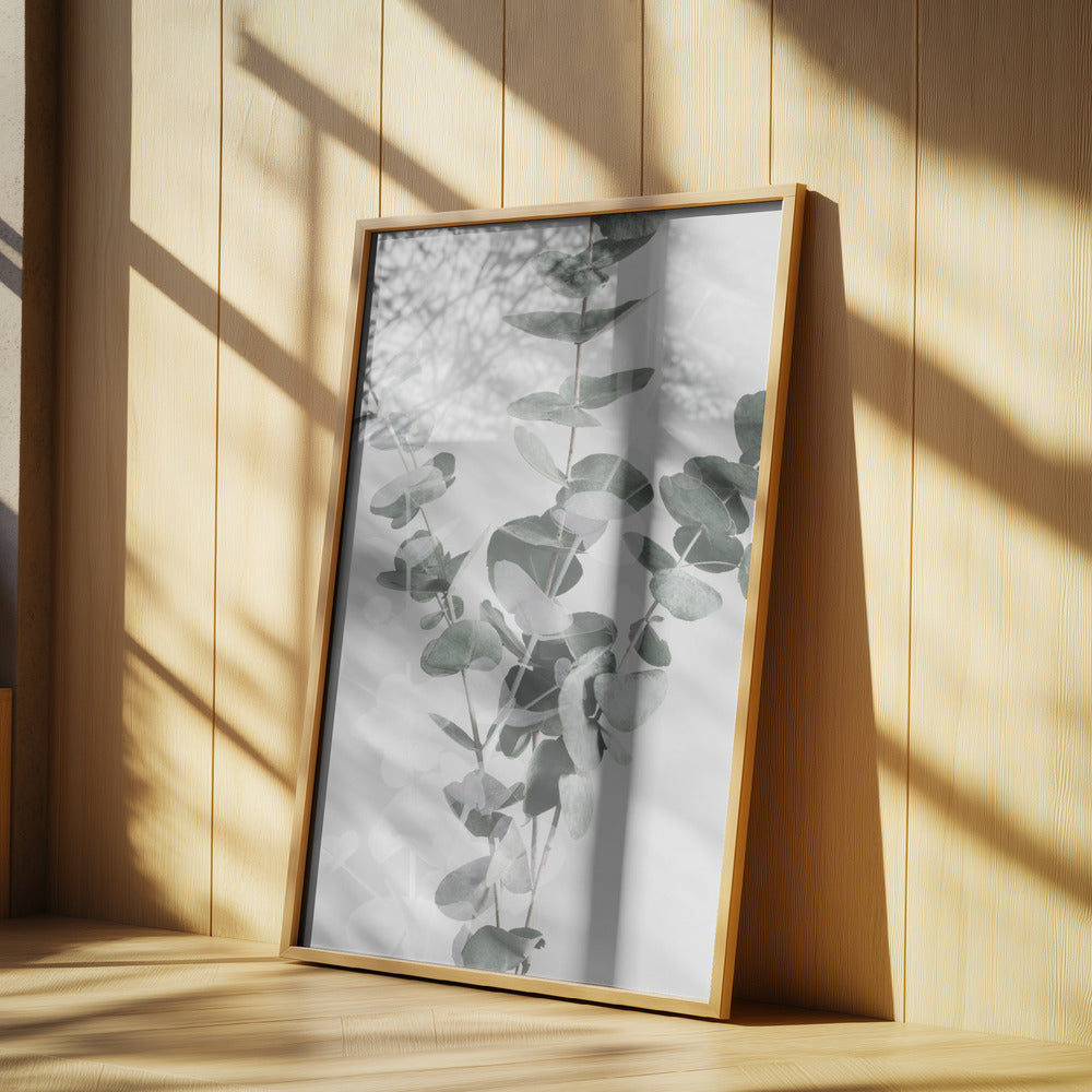 Eucalyptus_002 | Poster