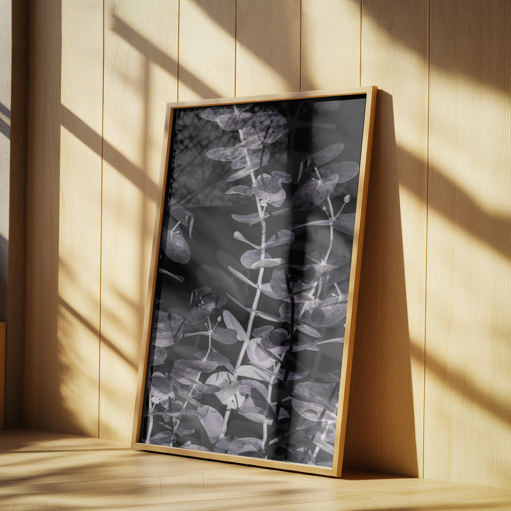 Eucalyptus_Negative_002 | Poster