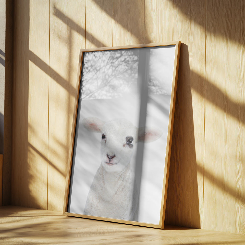Baby Lamb | Poster