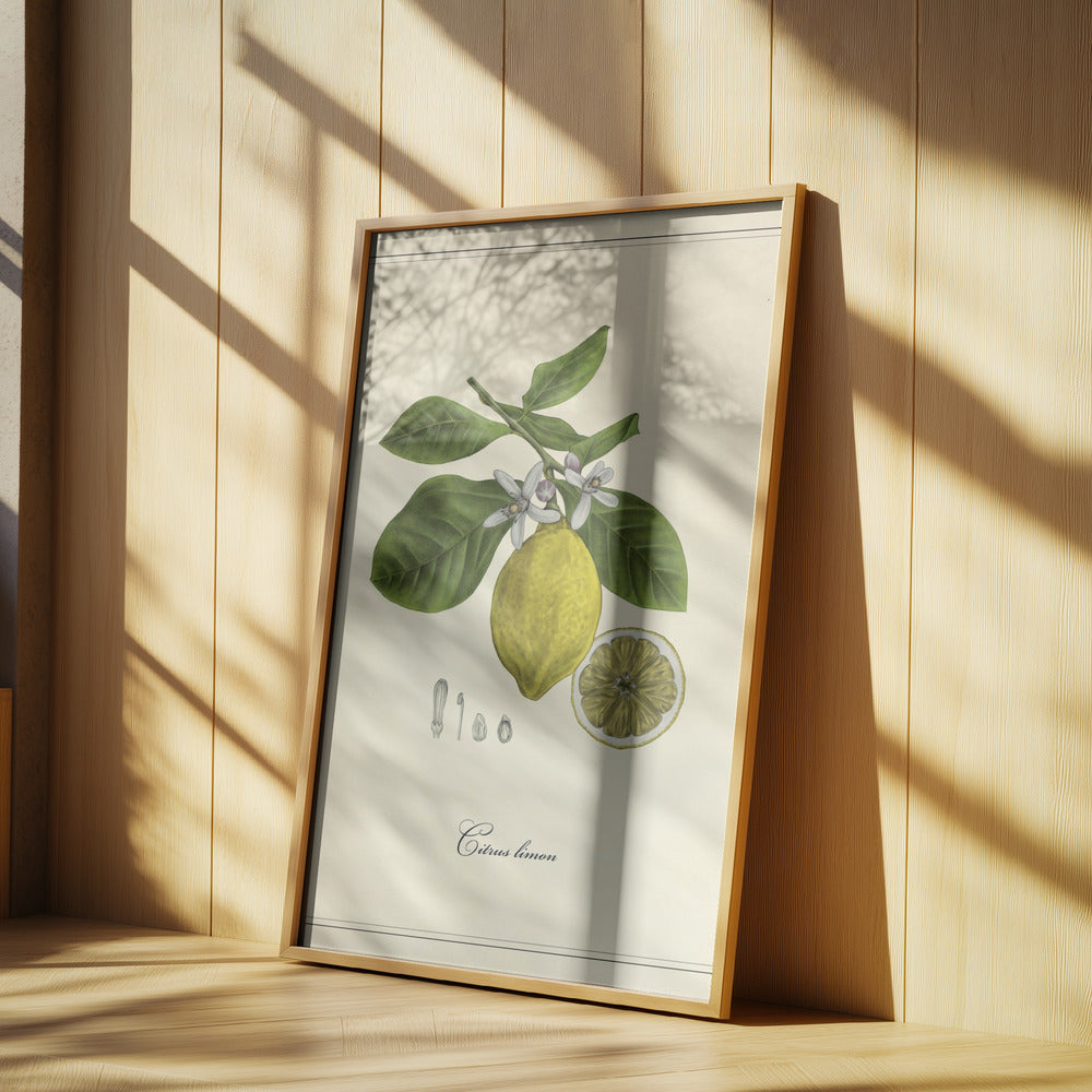 Citron | Poster