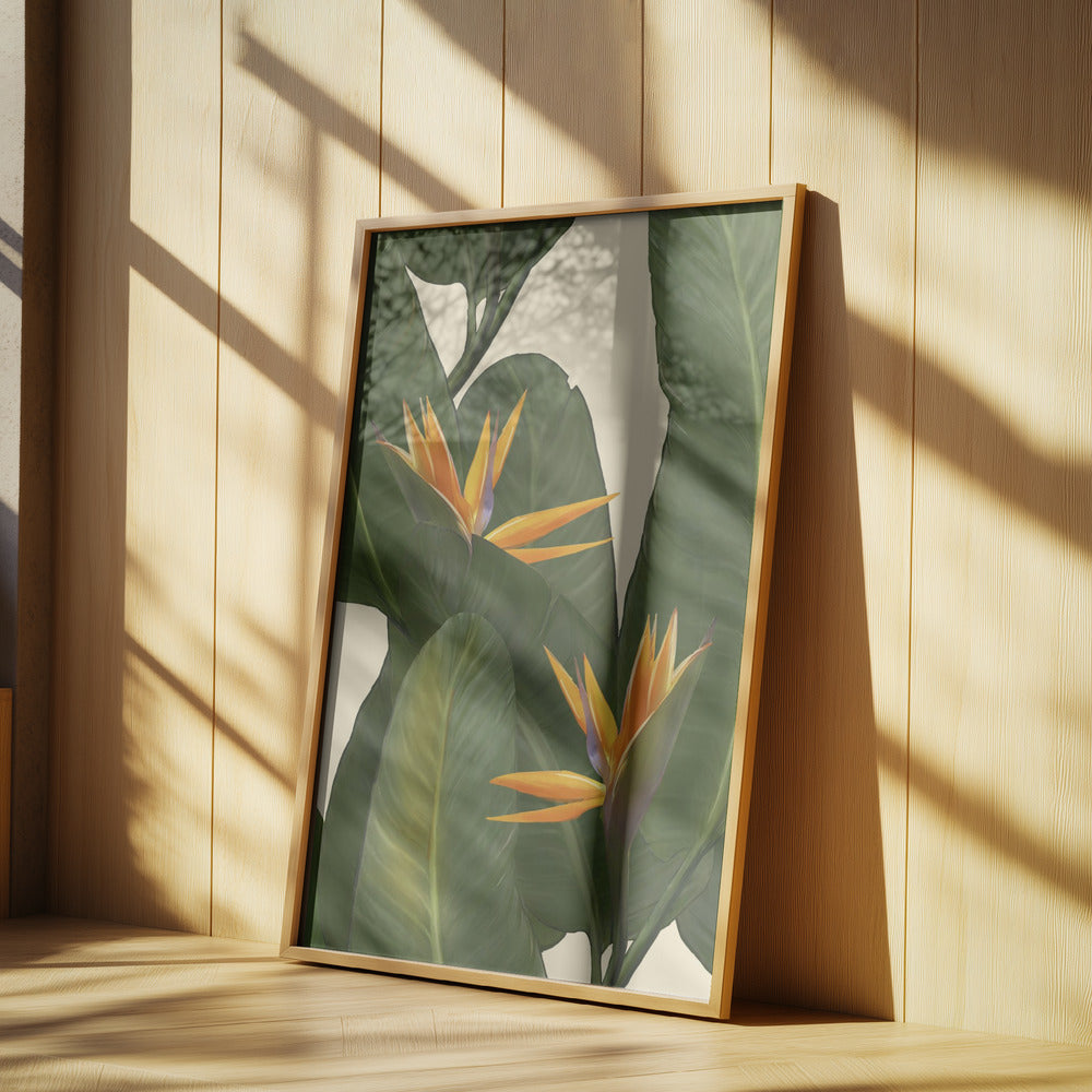 Birds of Paradise | Poster