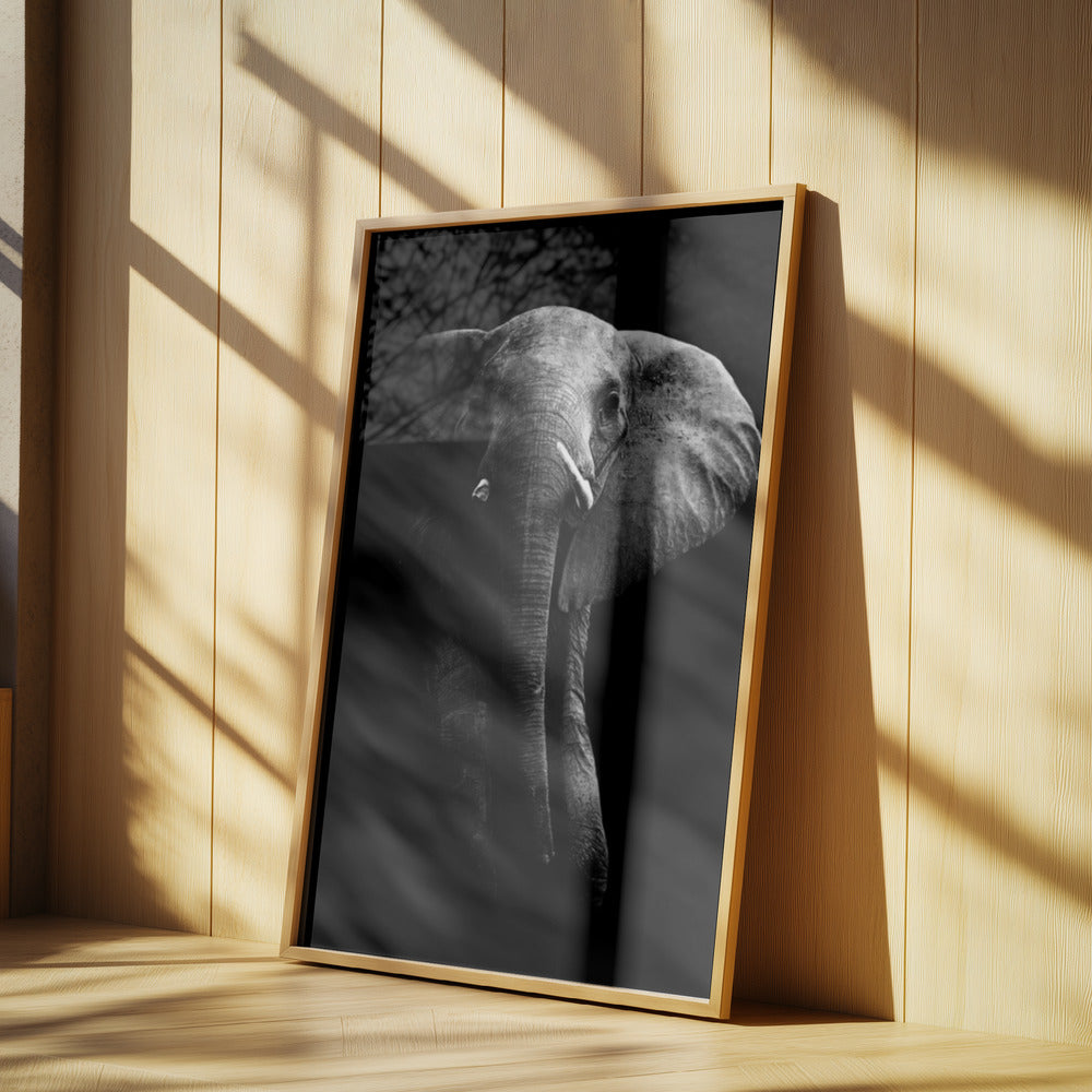 Elefant! | Poster