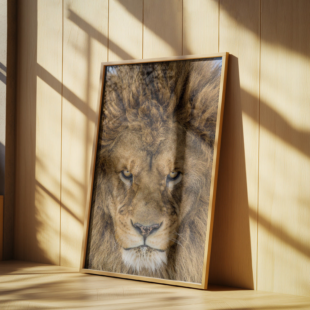 Seriöst lejon | Poster