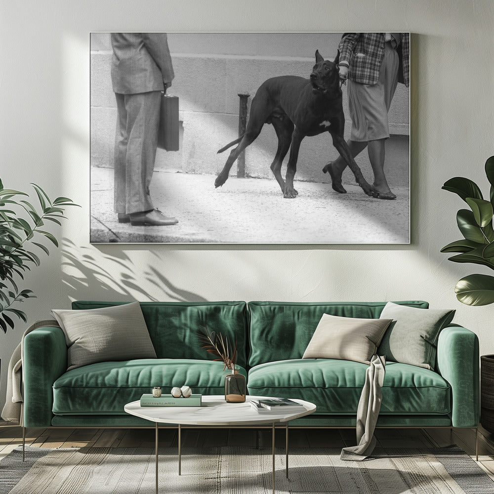 Livvakt för grand danois (från serien "Pojke möter flicka") | Canvas