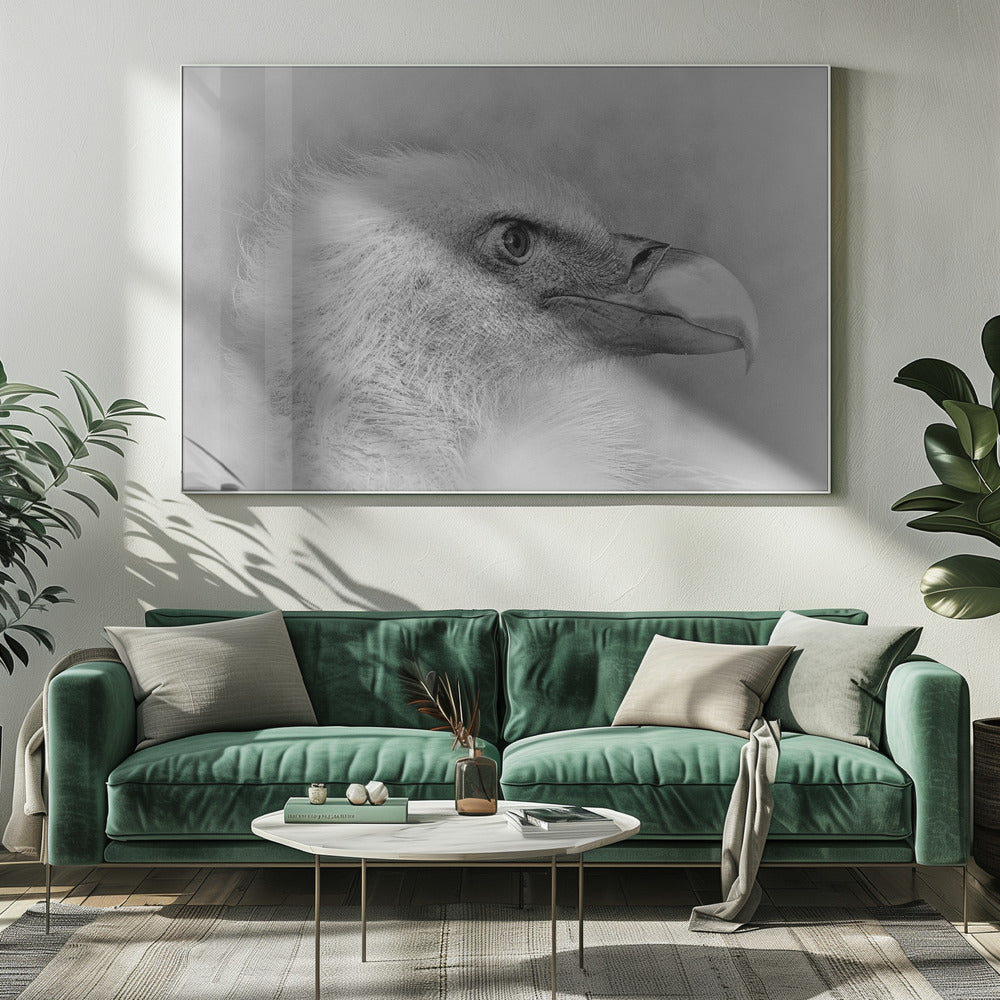 Vithövdad havsörn | Canvas