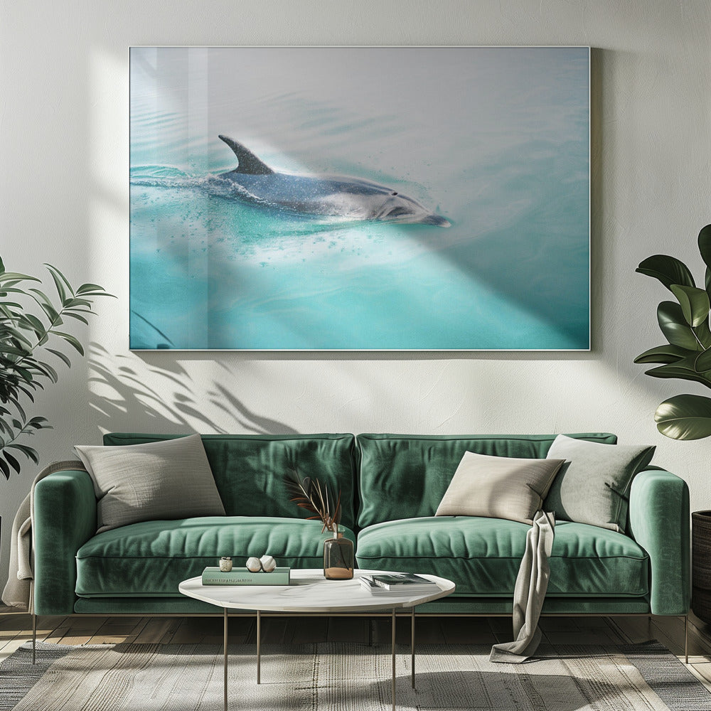 Dolphin NZ Northern | Canvas