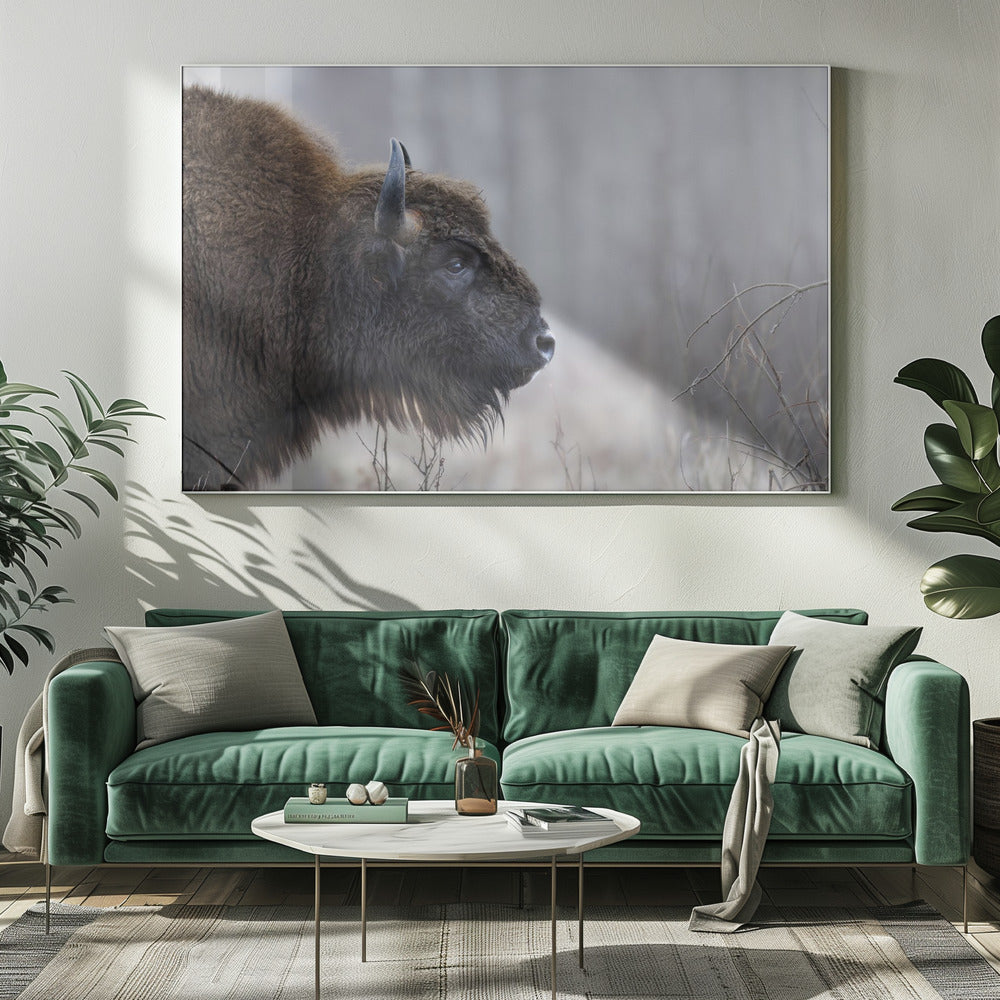 Bisons Profil | Leinwand-Bilder