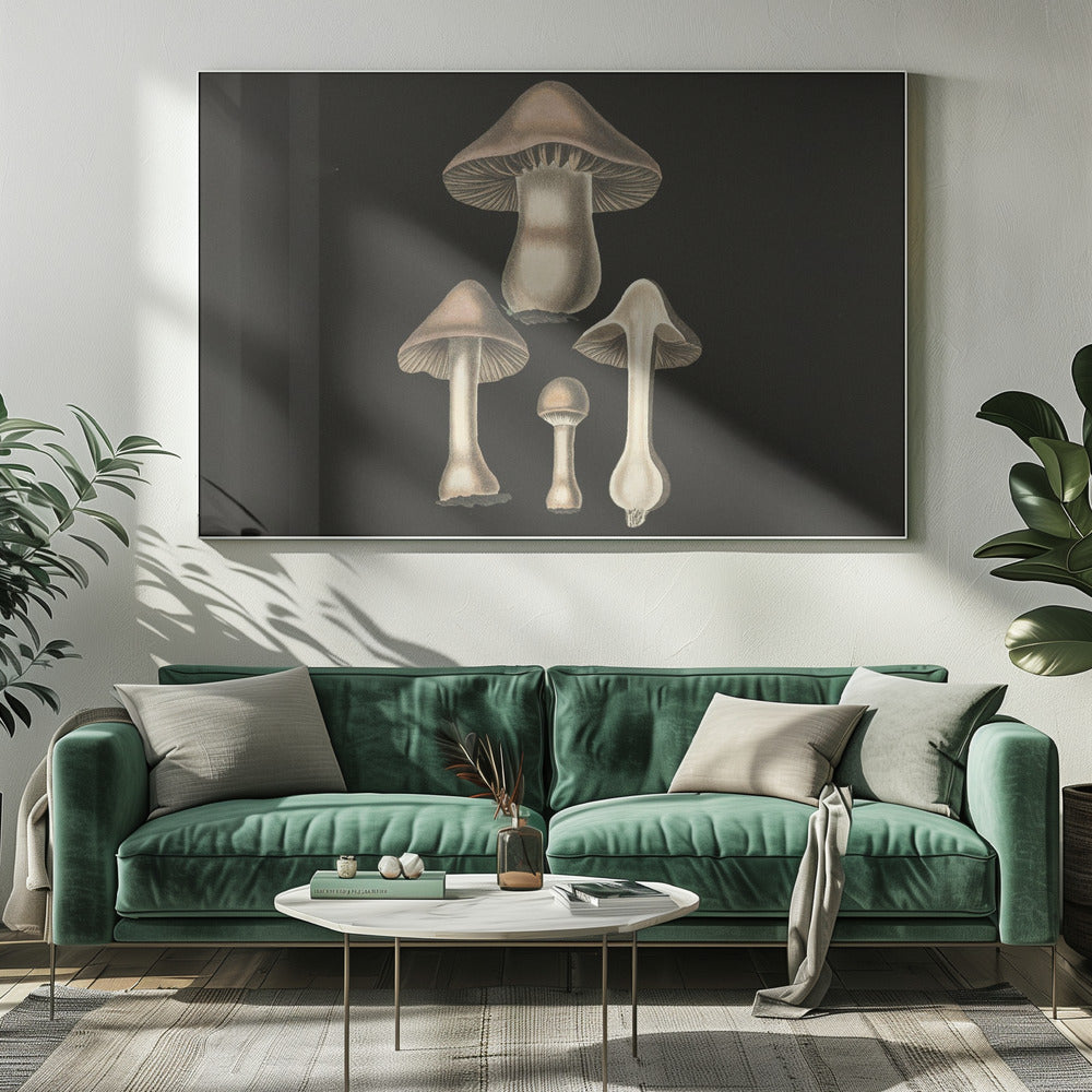 Agaricus Bulbosus mörk bakgrund | Canvas