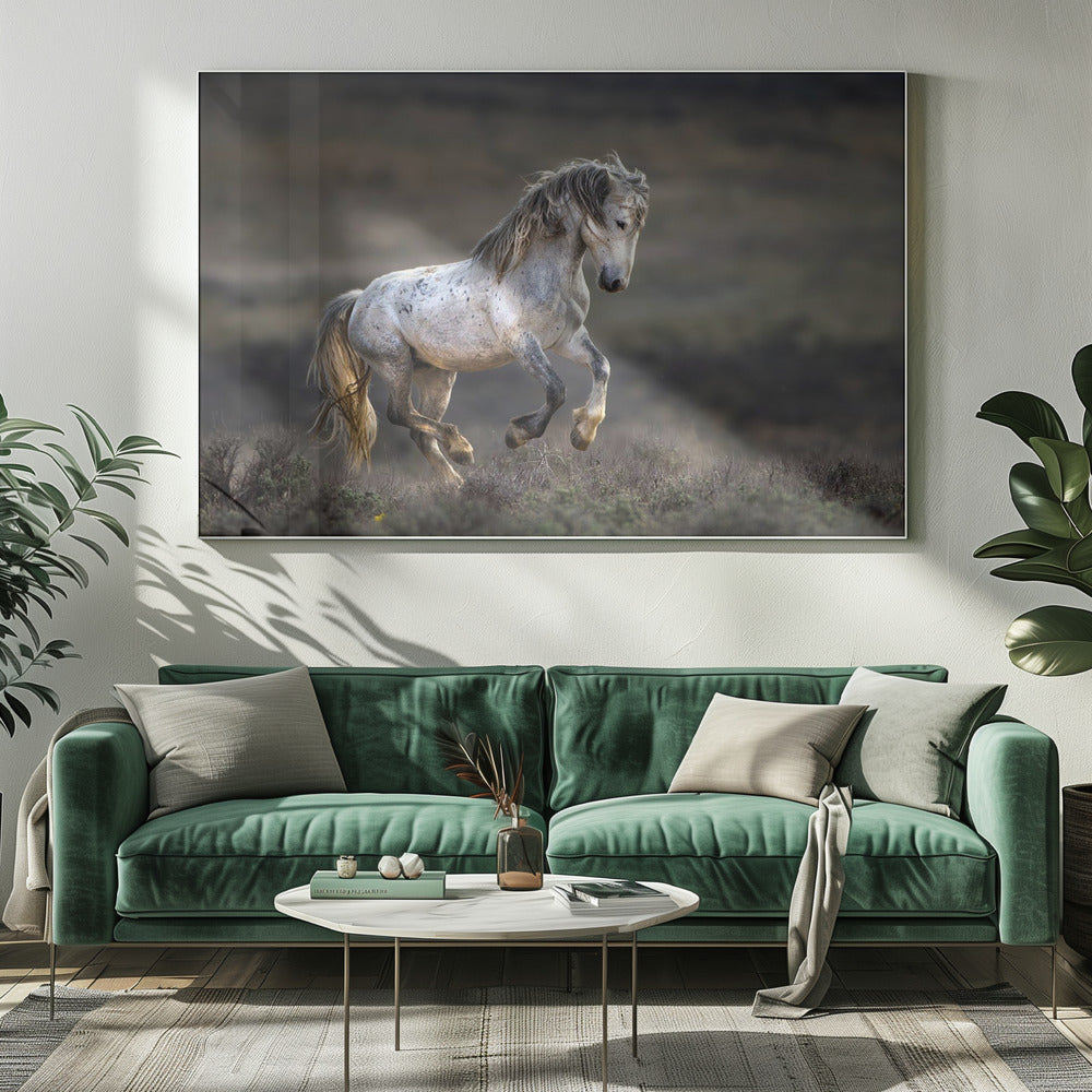 Mustang, Wild Horse / Equus ferus caballus | Canvas