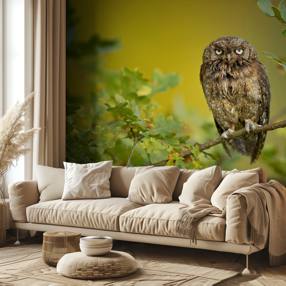 Eurasian Scops Owl | Wallpaper