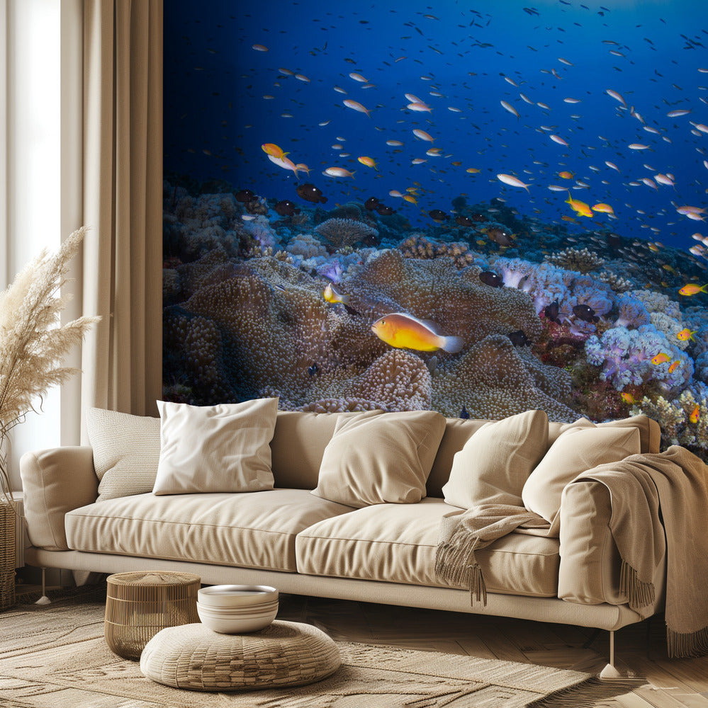 Anemon och Anthias | Tapet