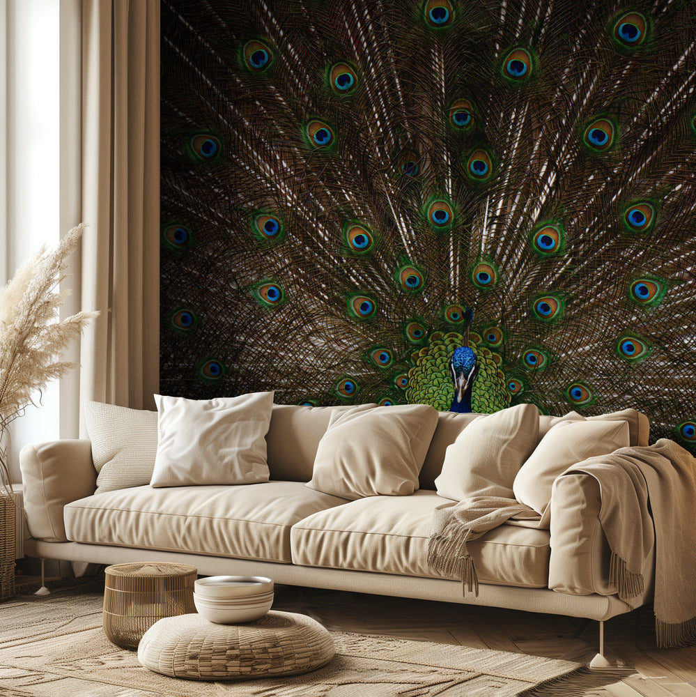 Indian peafowl | Wallpaper