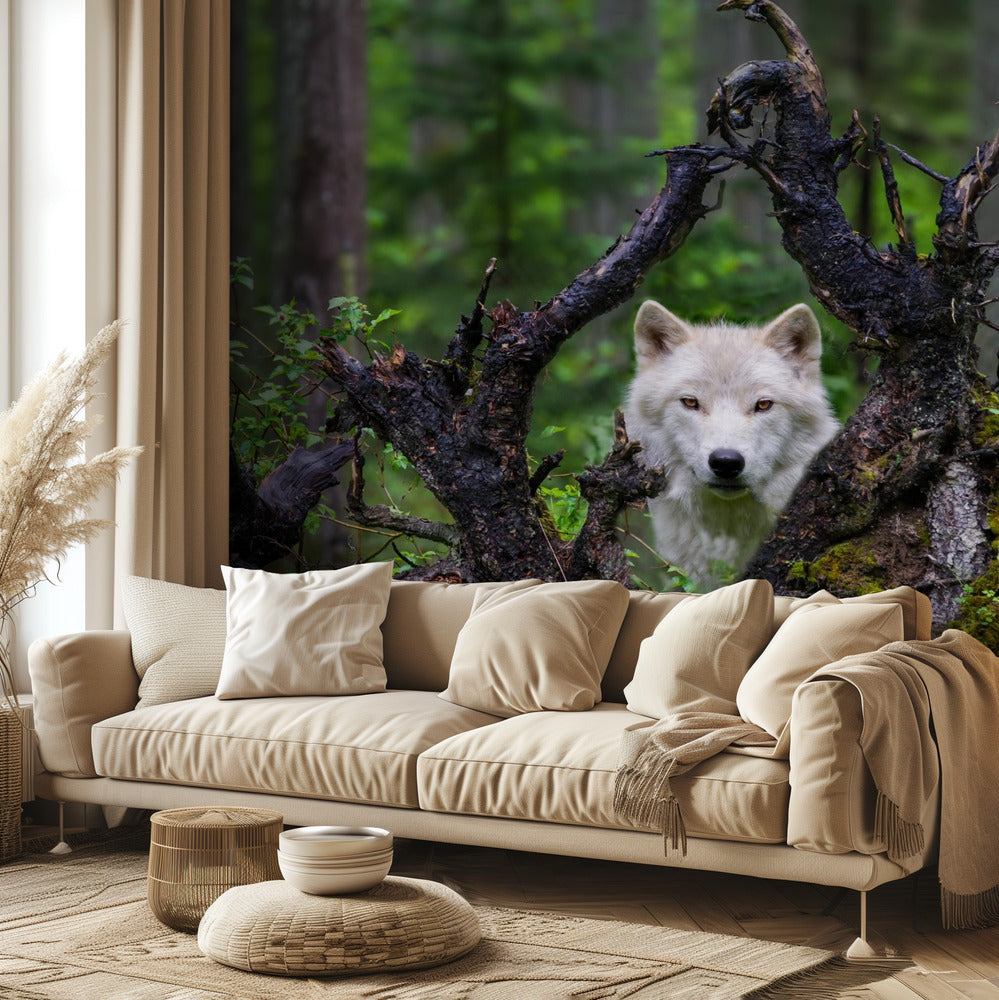 Wolf | Wallpaper