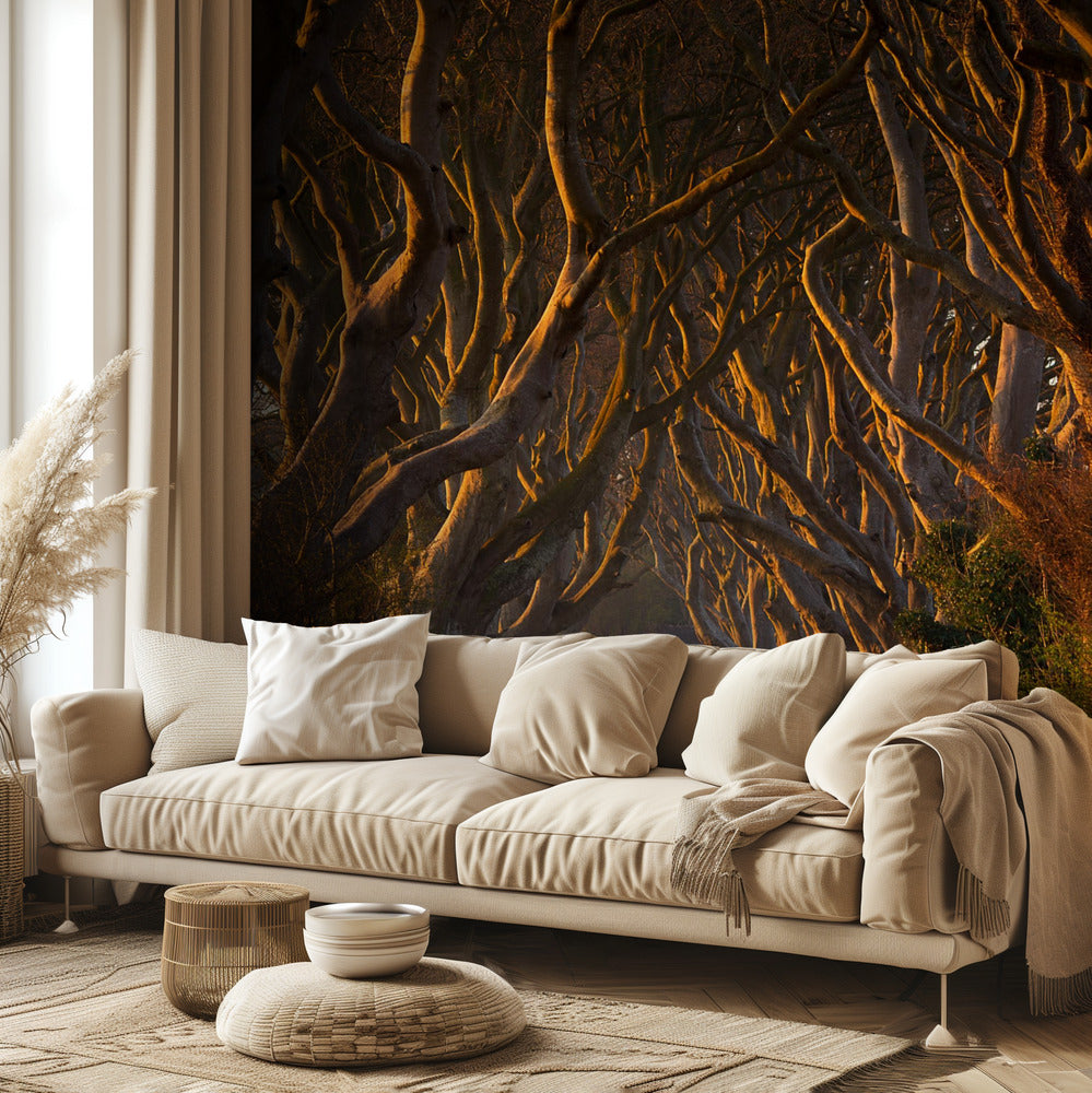 The Dark Hedges in the Morning Sunshine | Wallpaper