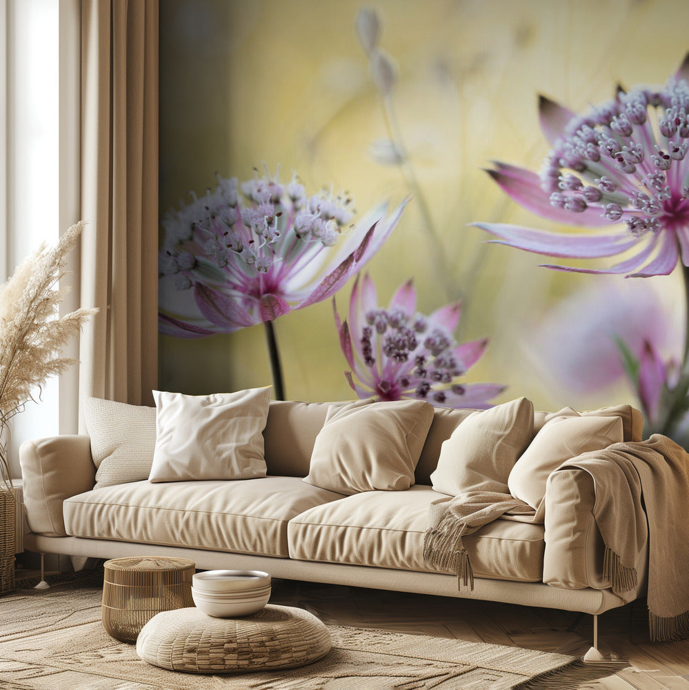 Astrantia Major | Tapet