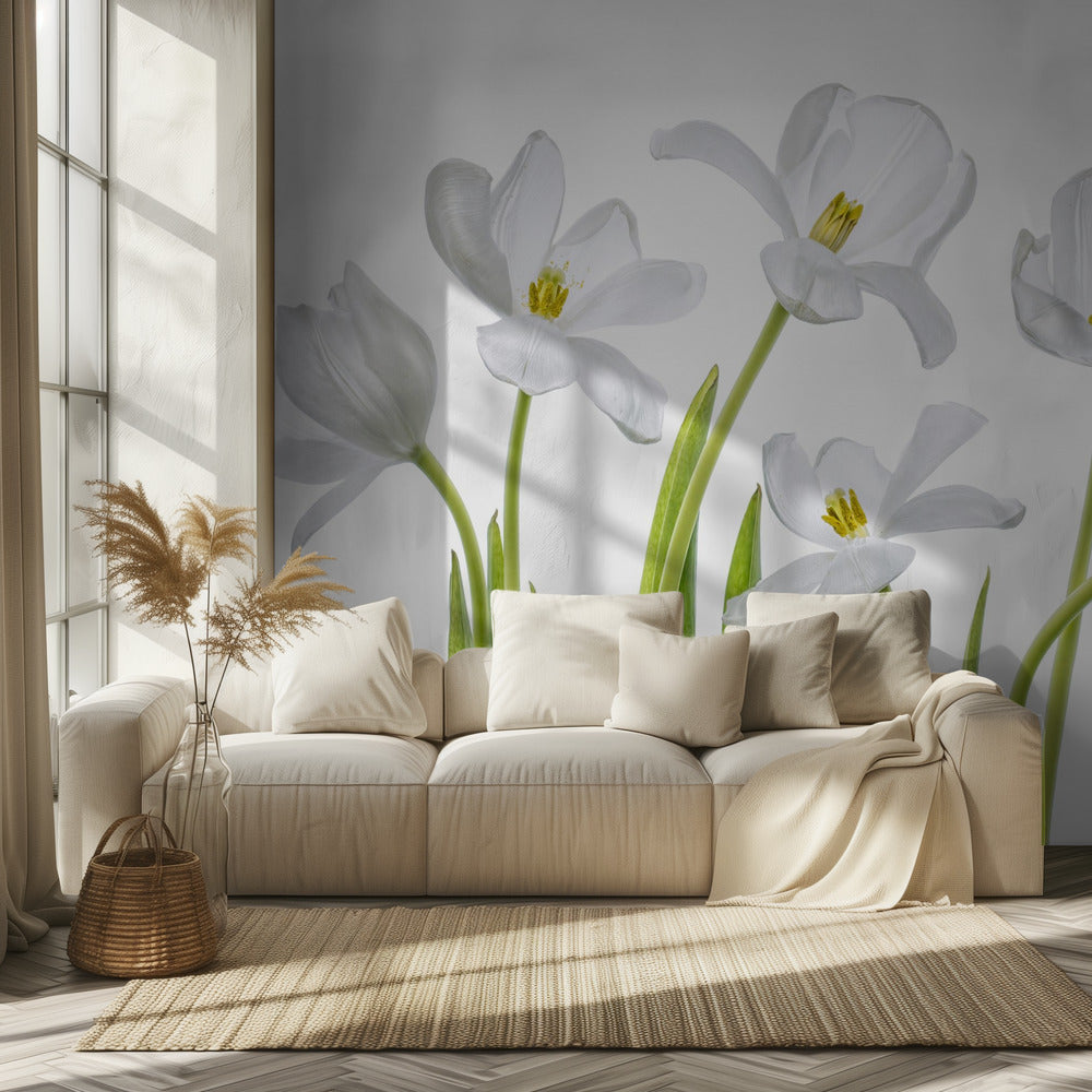 Weiße Tulpen | Fototapeten