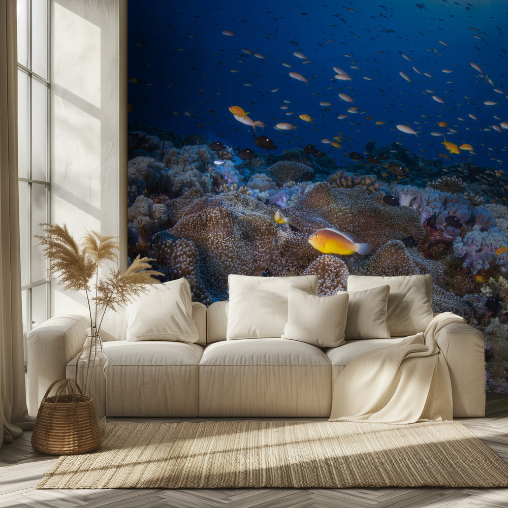 Anemon och Anthias | Tapet
