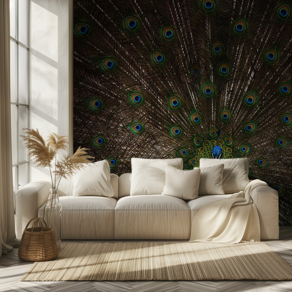 Indian peafowl | Wallpaper