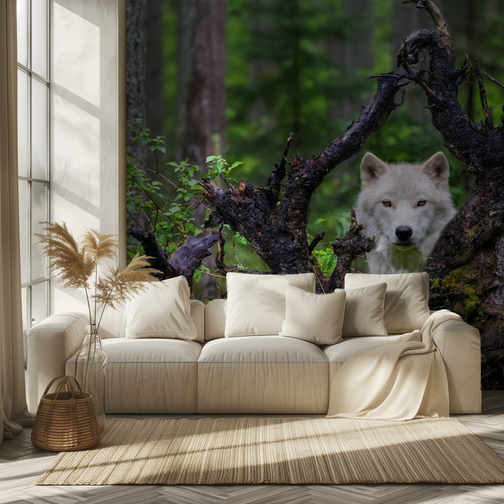Wolf | Wallpaper