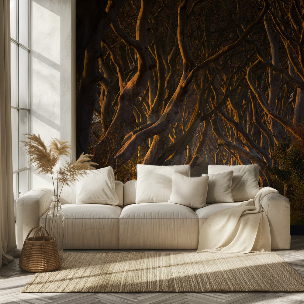 The Dark Hedges in the Morning Sunshine | Wallpaper