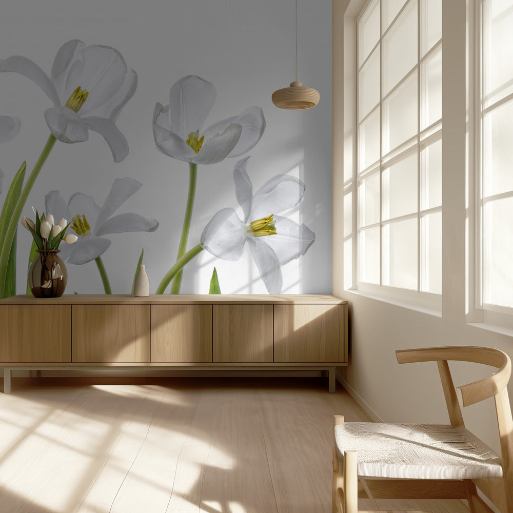 Weiße Tulpen | Fototapeten